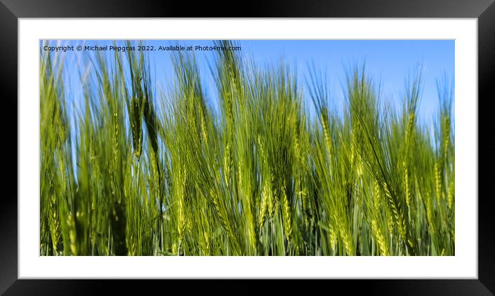 Beautiful panorama of agricultural crop and wheat fields on a su Framed Mounted Print by Michael Piepgras