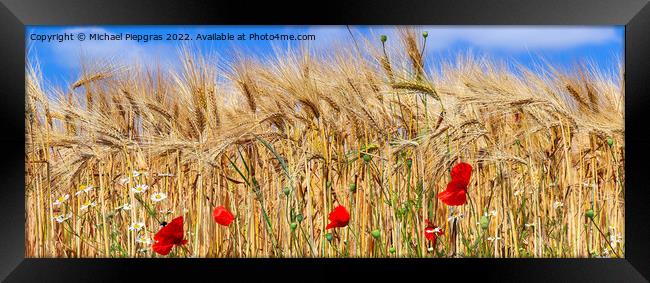 Beautiful panorama of agricultural crop and wheat fields on a su Framed Print by Michael Piepgras