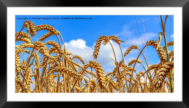 Beautiful panorama of agricultural crop and wheat fields on a su Framed Mounted Print by Michael Piepgras