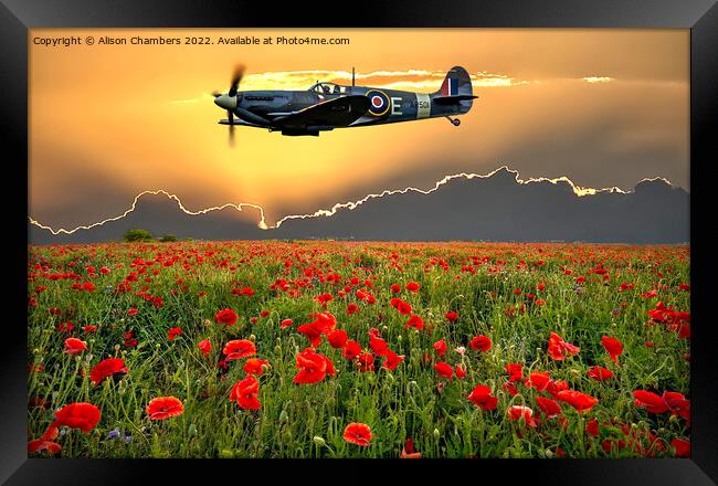 Spitfire Poppy Field Memorial Flight Framed Print by Alison Chambers