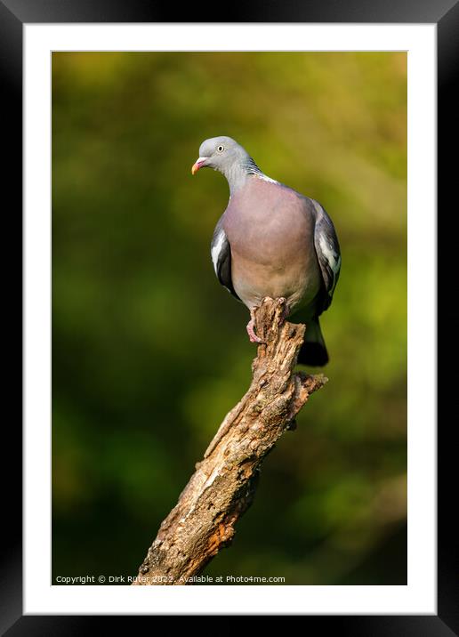 Common wood pigeon (Columba palumbus) Framed Mounted Print by Dirk Rüter