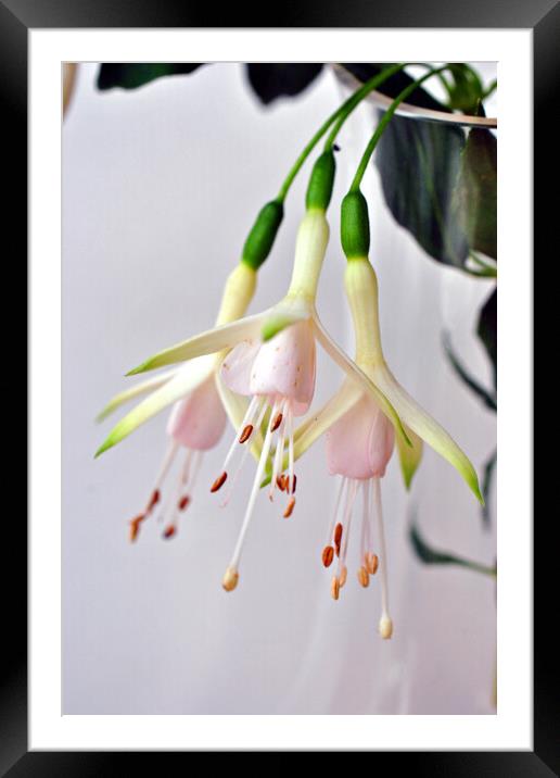 White Fuchsia Hawkshead Summer Flower Framed Mounted Print by Andy Evans Photos