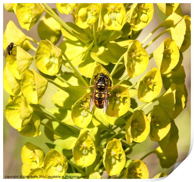 Bee sucking from euphorbia Print by Sally Wallis