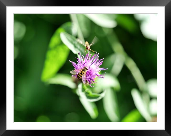 Hover fly on purple flower Framed Mounted Print by Roy Hinchliffe