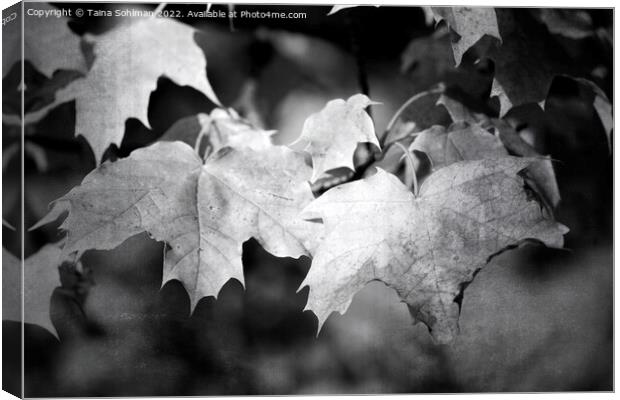 Autumnal Maple Leaves Monochrome Canvas Print by Taina Sohlman