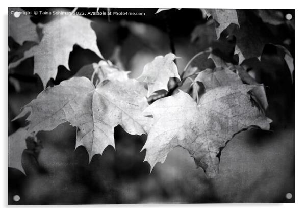 Autumnal Maple Leaves Monochrome Acrylic by Taina Sohlman