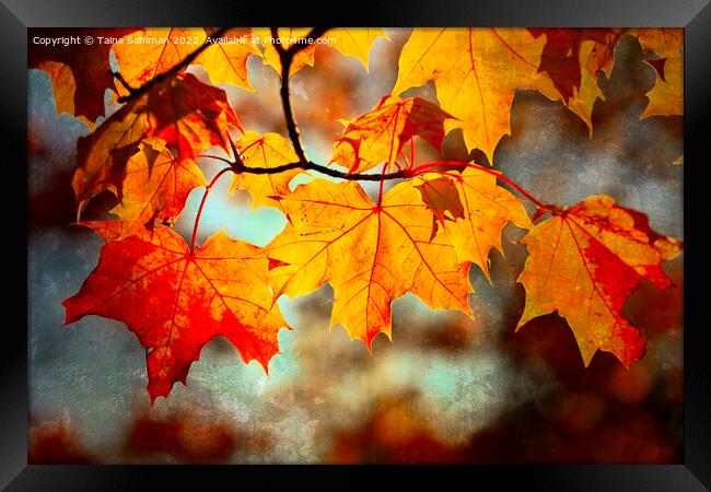 Colorful Maple Leaves in Autumn Digital Art Framed Print by Taina Sohlman