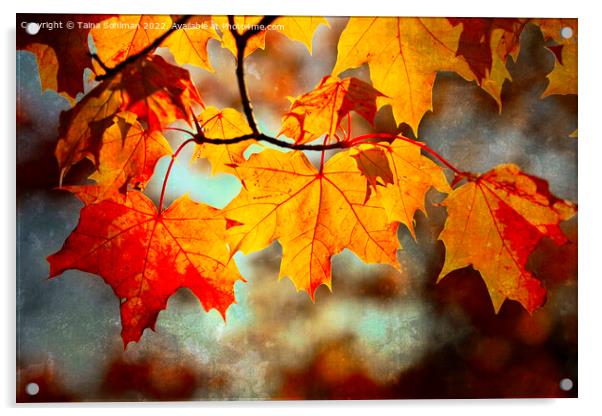 Colorful Maple Leaves in Autumn Digital Art Acrylic by Taina Sohlman