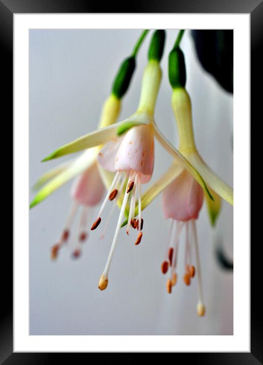 White Fuchsia Hawkshead Summer Flower Framed Mounted Print by Andy Evans Photos