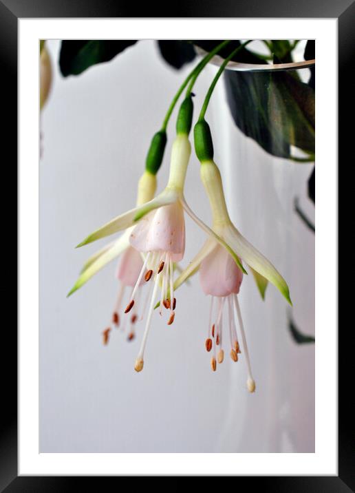 White Fuchsia Hawkshead Summer Flower Framed Mounted Print by Andy Evans Photos