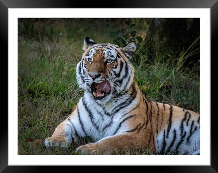 Majestic Siberian Tiger Framed Mounted Print by Wendy Williams CPAGB
