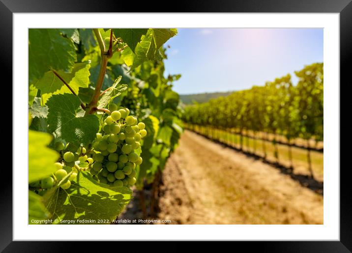 Vineyards in Wachau valley. Lower Austria. Framed Mounted Print by Sergey Fedoskin