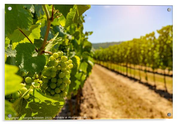 Vineyards in Wachau valley. Lower Austria. Acrylic by Sergey Fedoskin