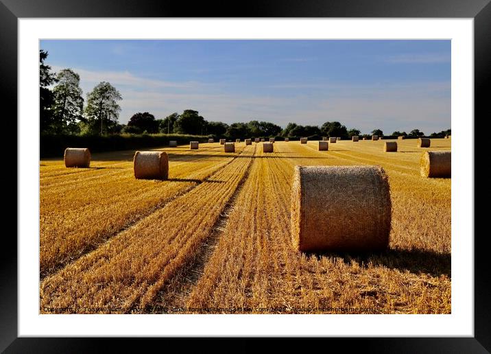Summer Bales Framed Mounted Print by Tony Williams. Photography email tony-williams53@sky.com