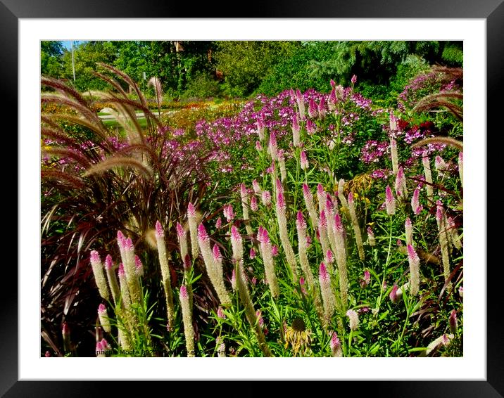 Fall flowers Framed Mounted Print by Stephanie Moore