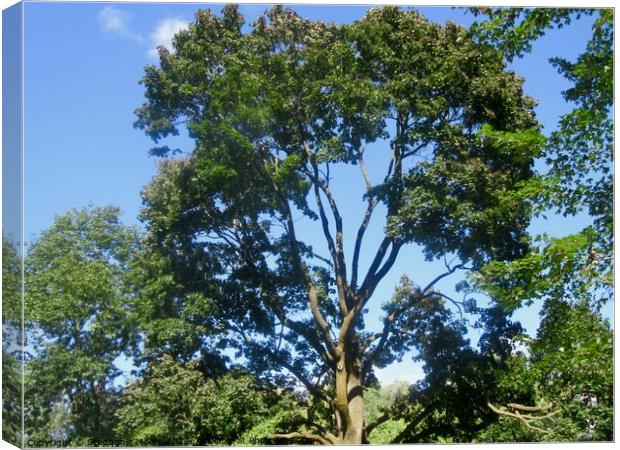 Trees Canvas Print by Stephanie Moore