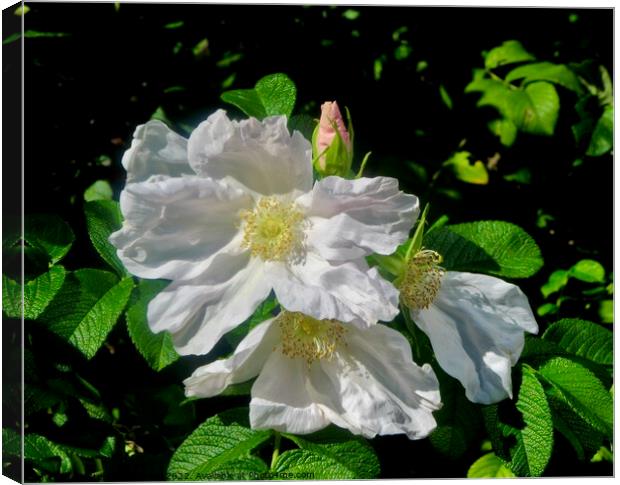 Wild Roses Canvas Print by Stephanie Moore