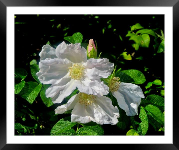 Wild Roses Framed Mounted Print by Stephanie Moore