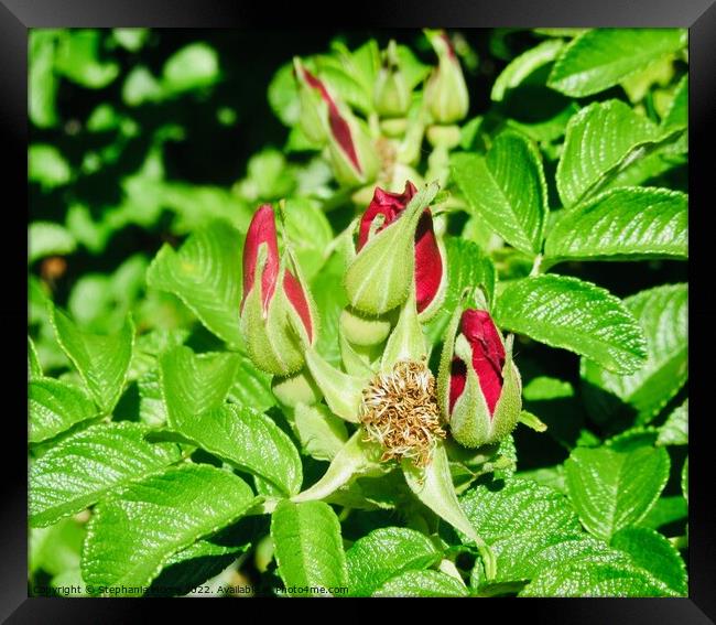 Wild rose buds Framed Print by Stephanie Moore