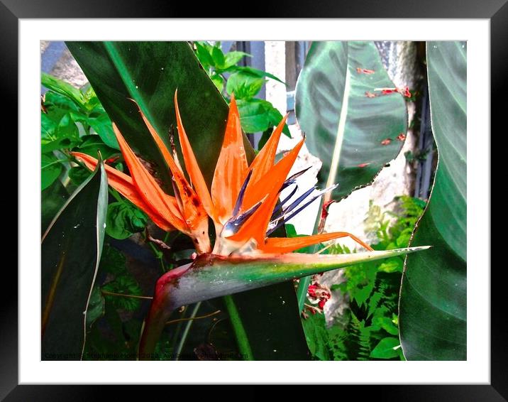 Bird of Paradise Framed Mounted Print by Stephanie Moore