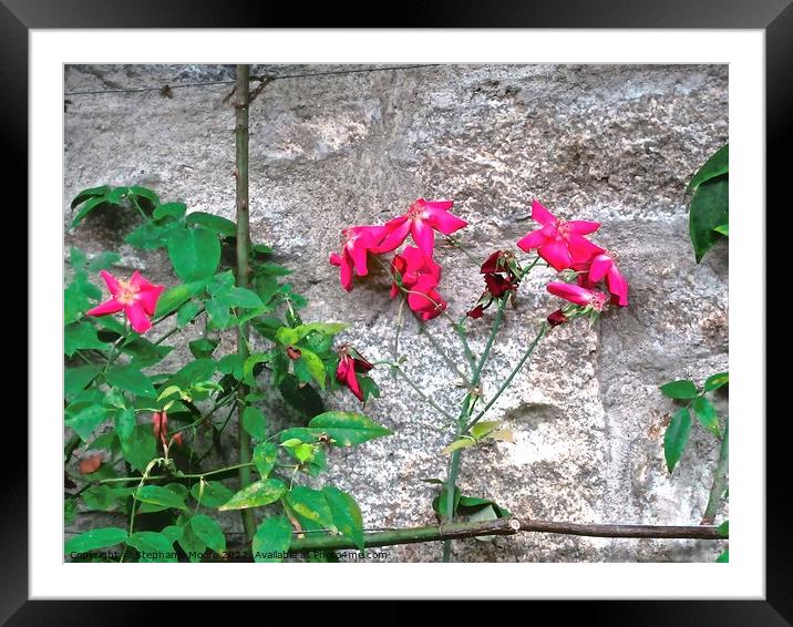 Red flowers Framed Mounted Print by Stephanie Moore