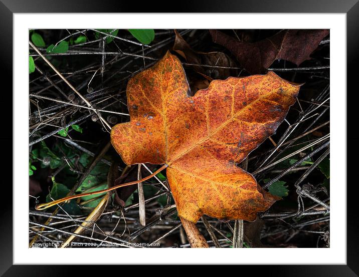 Autumn leaves Framed Mounted Print by Cliff Kinch