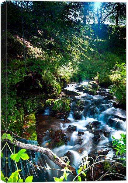 Sunlit Stream in Woodland Forest Canvas Print by Stuart Jack