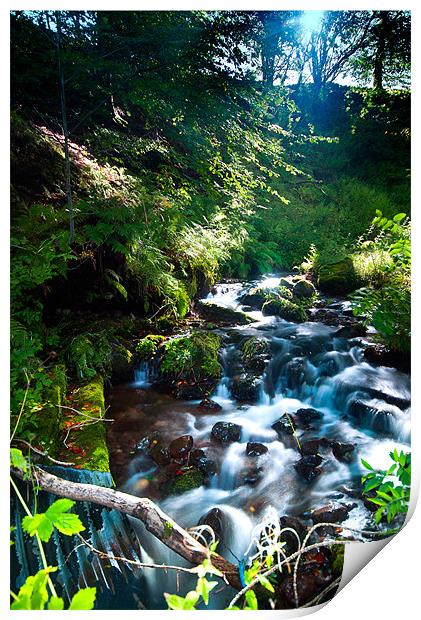 Sunlit Stream in Woodland Forest Print by Stuart Jack