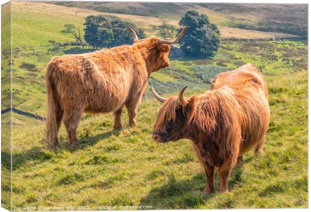 Yin and Yang Highland Cows Canvas Print by Northern Wild