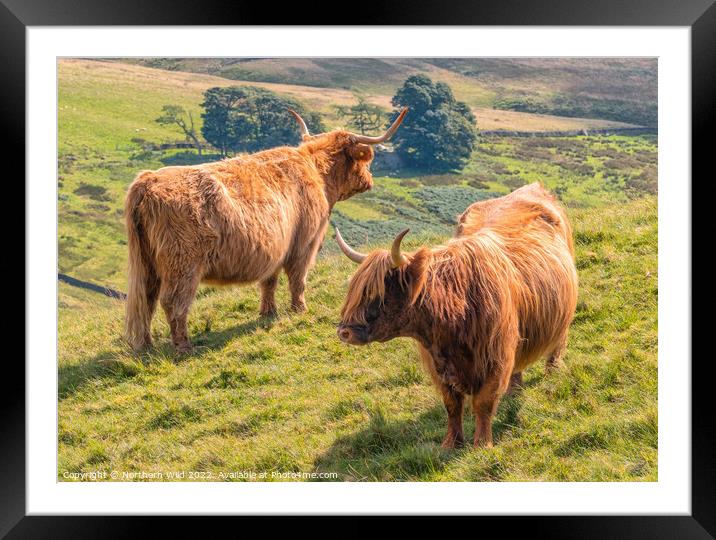 Yin and Yang Highland Cows Framed Mounted Print by Northern Wild