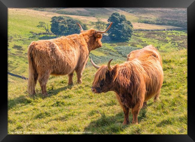 Yin and Yang Highland Cows Framed Print by Northern Wild