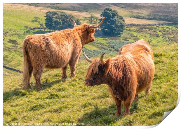 Yin and Yang Highland Cows Print by Northern Wild
