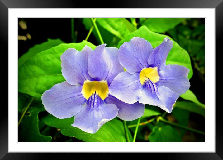 Streptocarpus Speicies Blue Flowers Framed Mounted Print by Andy Evans Photos