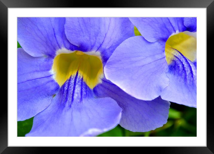 Streptocarpus Speicies, Blue Flowers found in Spain Framed Mounted Print by Andy Evans Photos