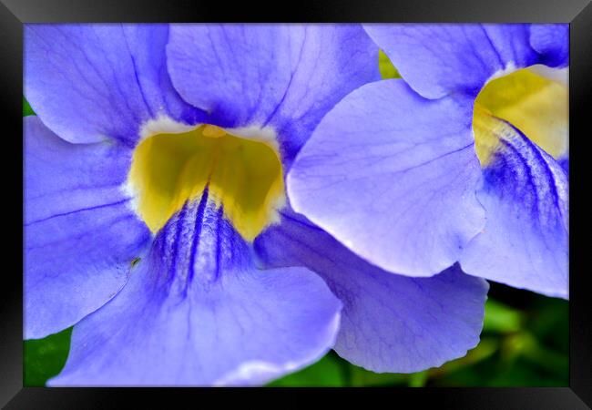Streptocarpus Speicies, Blue Flowers found in Spain Framed Print by Andy Evans Photos