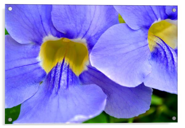 Streptocarpus Speicies, Blue Flowers found in Spain Acrylic by Andy Evans Photos