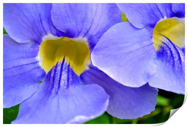 Streptocarpus Speicies, Blue Flowers found in Spain Print by Andy Evans Photos