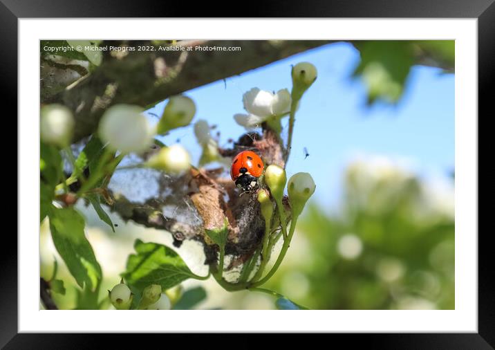 Selective focus macro of a red ladybug in front of a blue sky. Framed Mounted Print by Michael Piepgras
