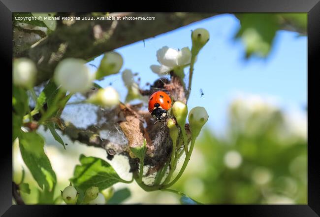 Selective focus macro of a red ladybug in front of a blue sky. Framed Print by Michael Piepgras