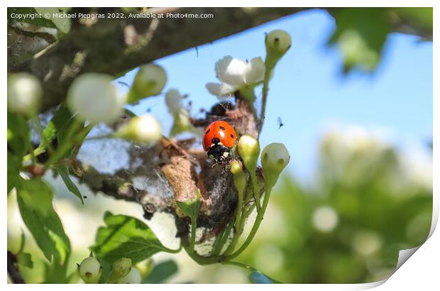Selective focus macro of a red ladybug in front of a blue sky. Print by Michael Piepgras