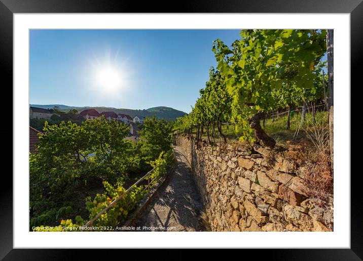 Wachau valley. Krems region. Lower Austria Framed Mounted Print by Sergey Fedoskin