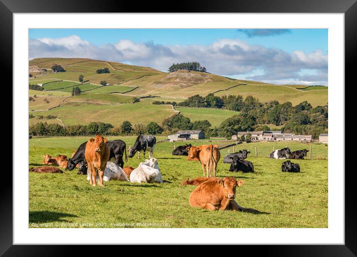 Lunedale Cattle Framed Mounted Print by Richard Laidler