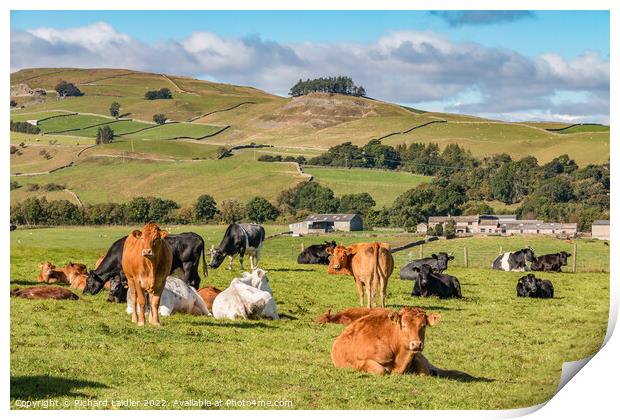 Lunedale Cattle Print by Richard Laidler