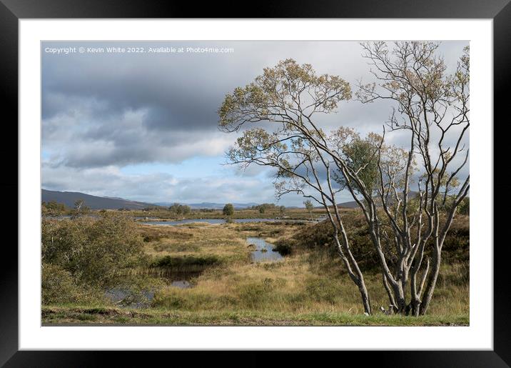 Tree surviving the harsh Rannoch Moor weather Framed Mounted Print by Kevin White