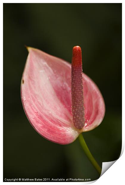 Anthurium Print by Matthew Bates