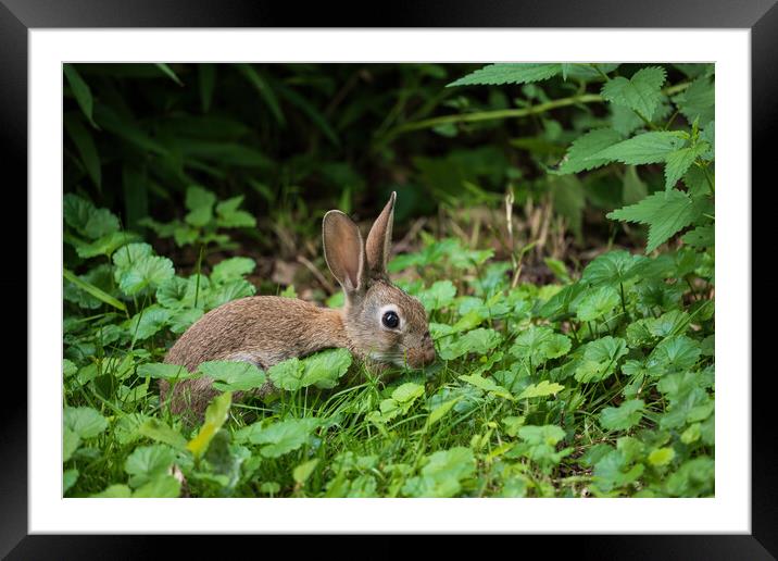 Rabbit Yuvenile Framed Mounted Print by Artur Bogacki