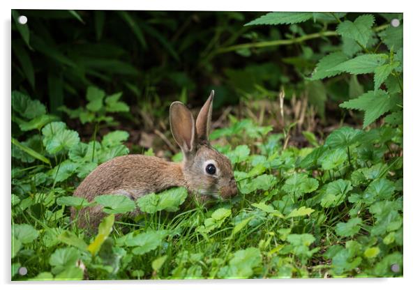 Rabbit Yuvenile Acrylic by Artur Bogacki