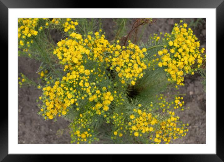 Goldilocks Aster Galatella Linosyris Yellow Flowers Framed Mounted Print by Artur Bogacki