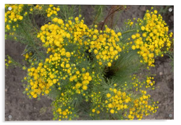 Goldilocks Aster Galatella Linosyris Yellow Flowers Acrylic by Artur Bogacki