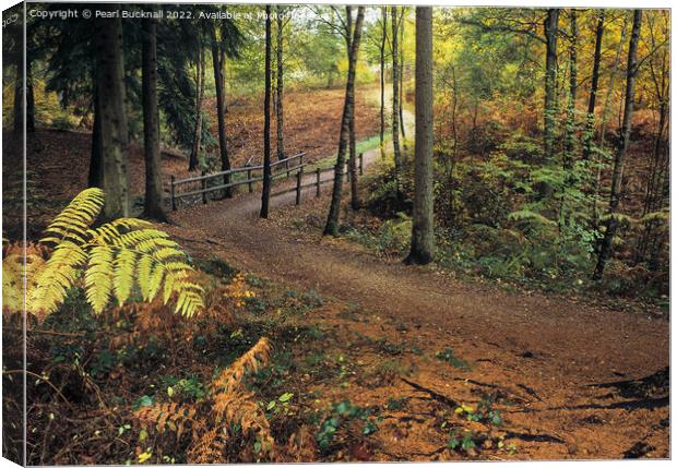 Alice Holt Woodland Path in Autumn Canvas Print by Pearl Bucknall